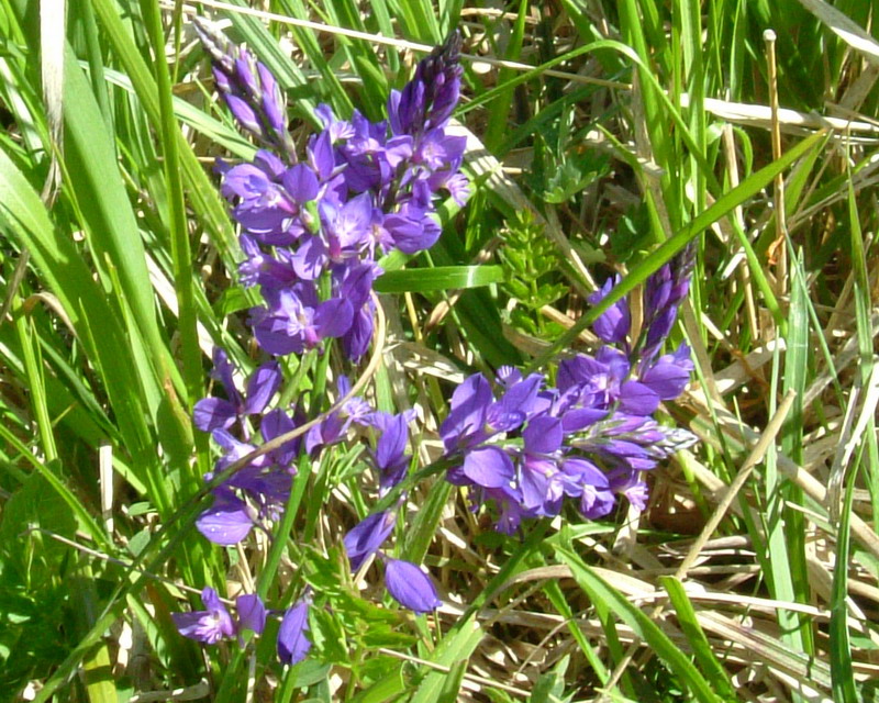 Polygala Viola??